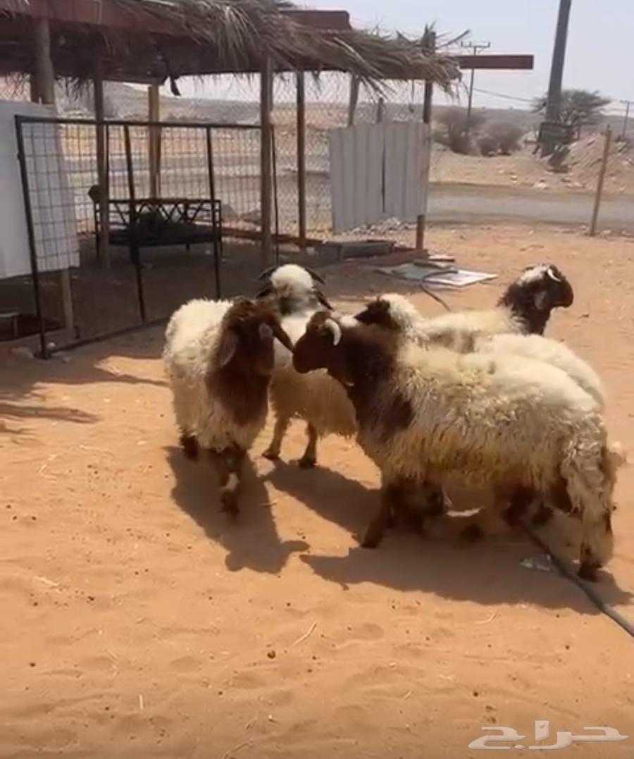 نعيمي بلدي فاخر- يوجد التقسيط تمارا64383469929601110