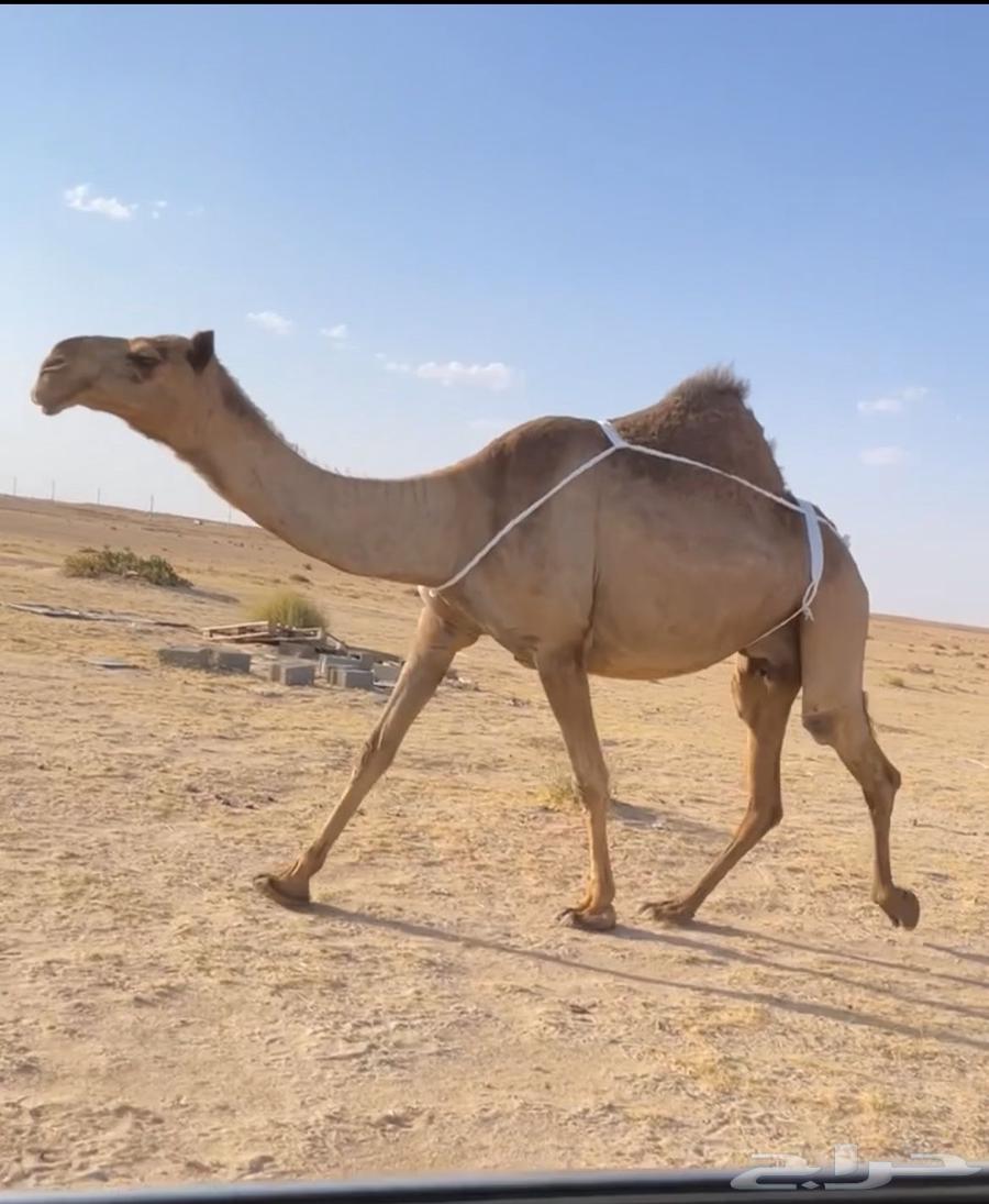 العشرا ام البكره الكفو64389196892417110