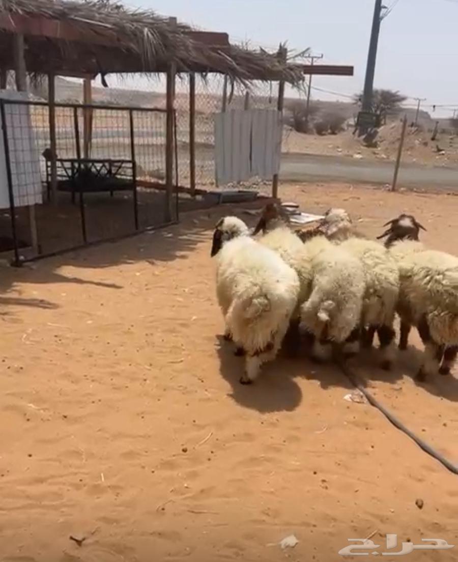 نعيمي بلدي فاخر- يوجد التقسيط تمارا64383469929601111