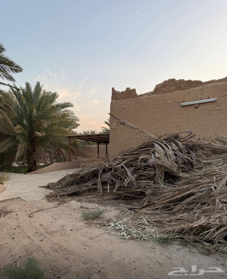 سعف ومخلفات زراعية للبيع64384314588545112