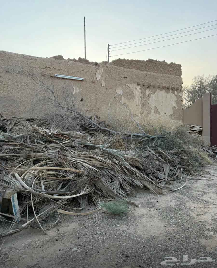 سعف ومخلفات زراعية للبيع64384314588545110