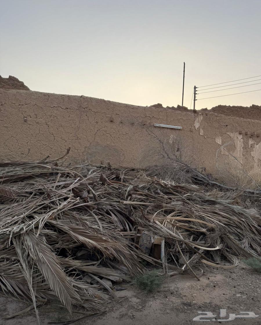 سعف ومخلفات زراعية للبيع64384314588545111