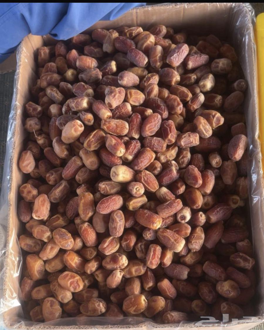 Tamr Saq'i64384576583297114