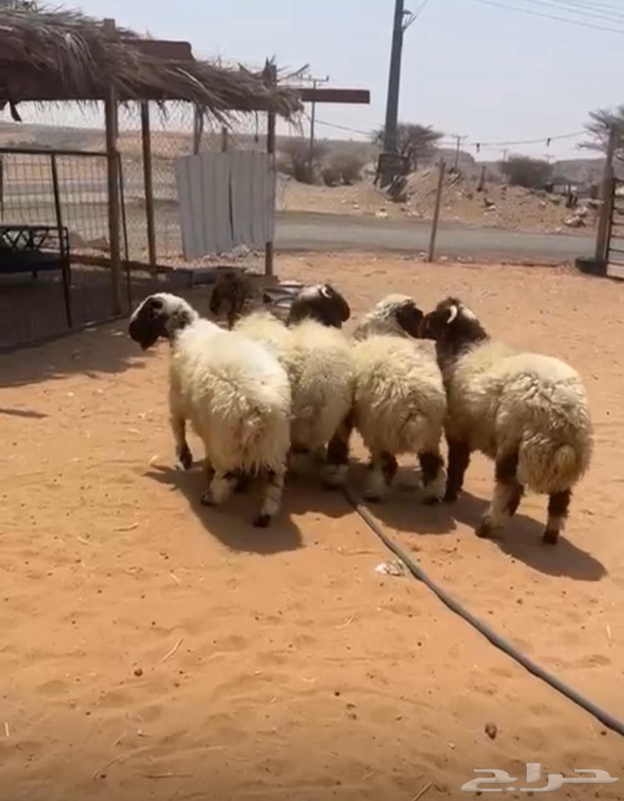 نعيمي بلدي فاخر- يوجد التقسيط تمارا64383469929601112