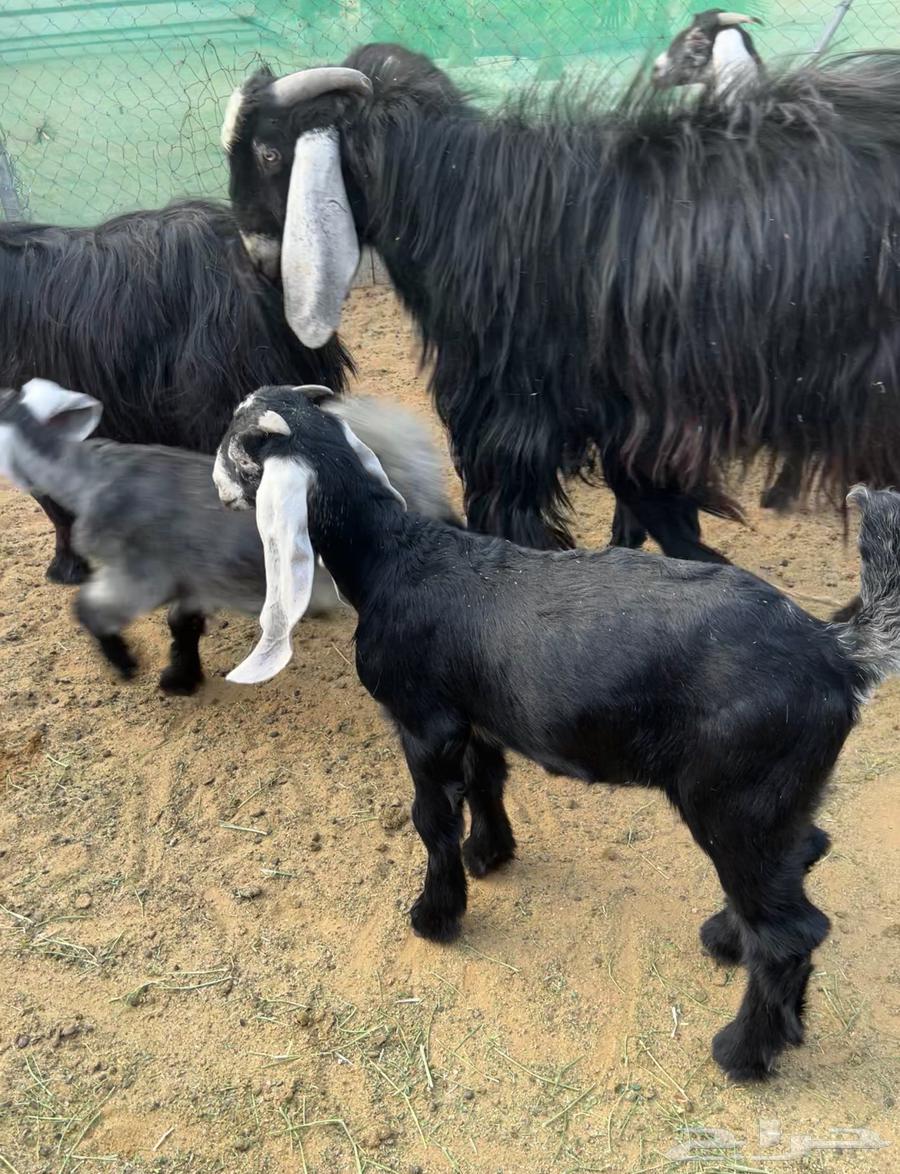 تيس عارضي للبيع في الجله64382045268867111