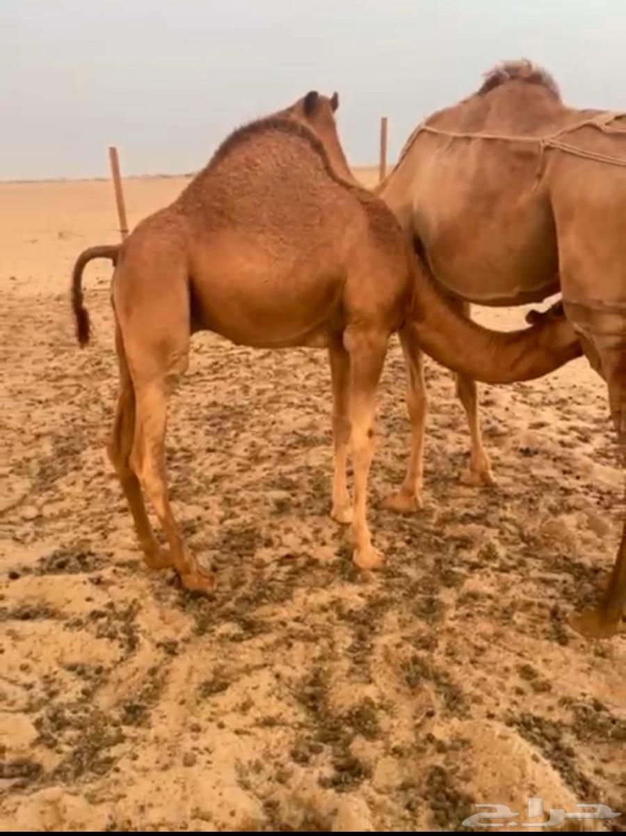 قعدان لباني فل شحم على حليب أمهاتها64377914859777111