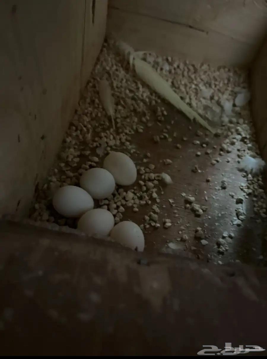 طيور كروان34064379616856705110