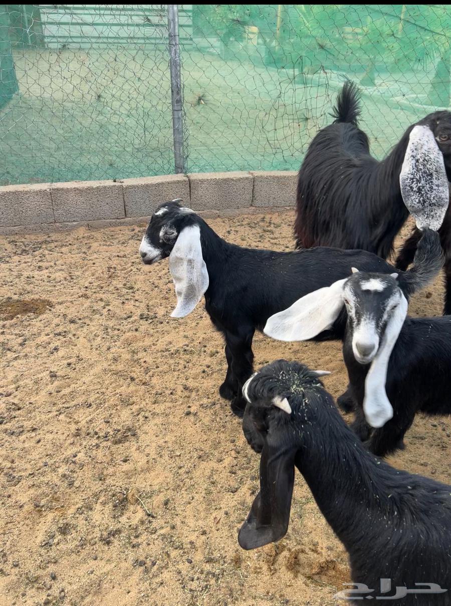 تيس عارضي للبيع في الجله64382045268867112