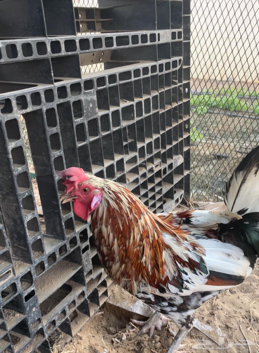 ديك عربي ماكنتوش64388162750722111