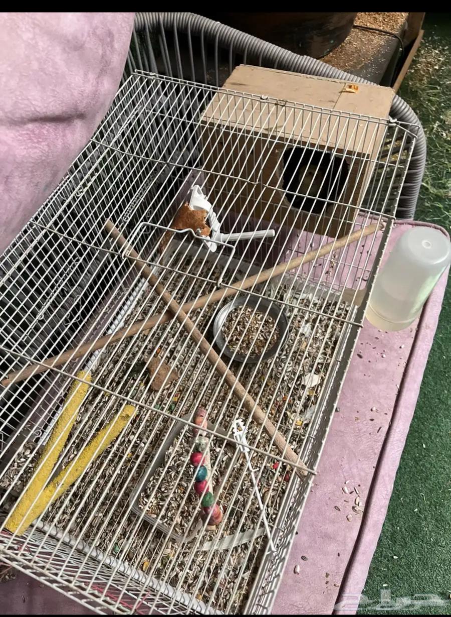 طيور كروان34064379616856705112