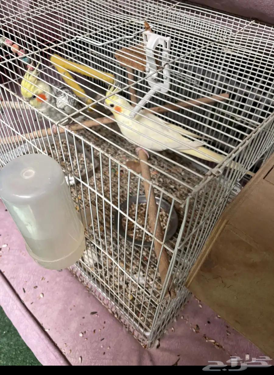 طيور كروان34064379616856705111