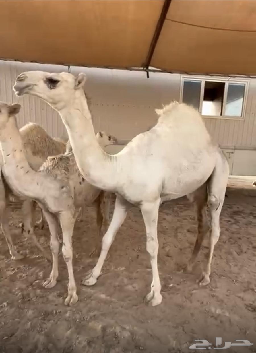 للبيع قعود العمر 8 شهور سمين جدا اللهم بارك64379370331907111