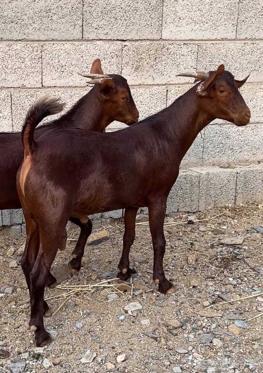 Tenth grade excellence class date syrup project64391453476737110