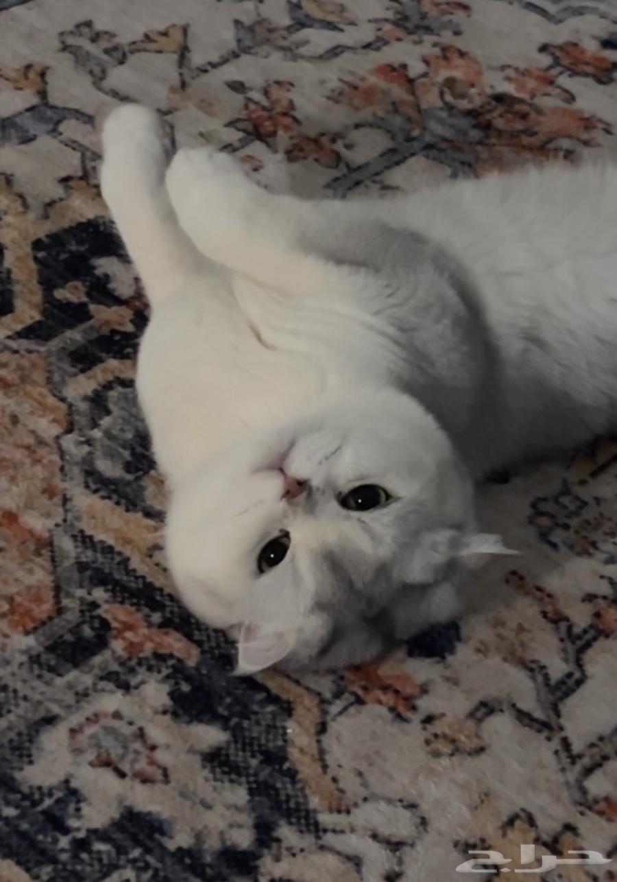 قط للبيع سكواتش فولد شورت هير64391133105665111