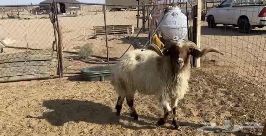 High-quality conditioned Najdi sheep from all the sources64380847181058113