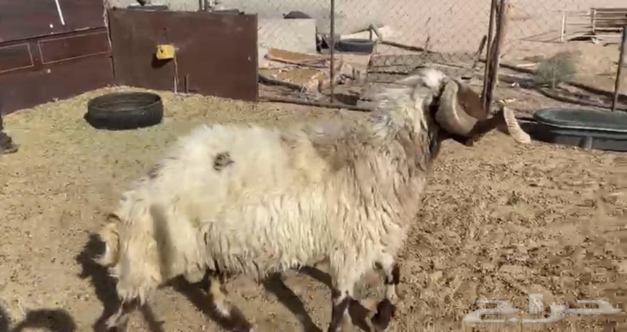 High-quality conditioned Najdi sheep from all the sources64380847181058110