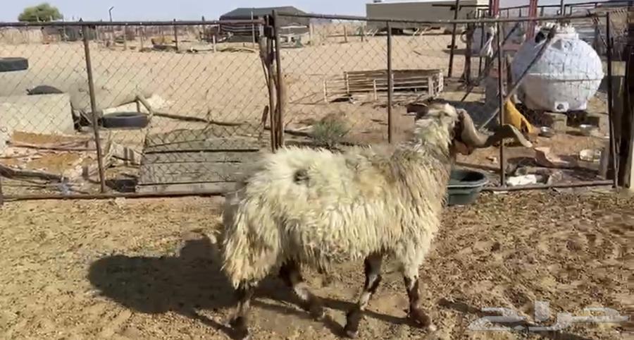 High-quality conditioned Najdi sheep from all the sources64380847181058111