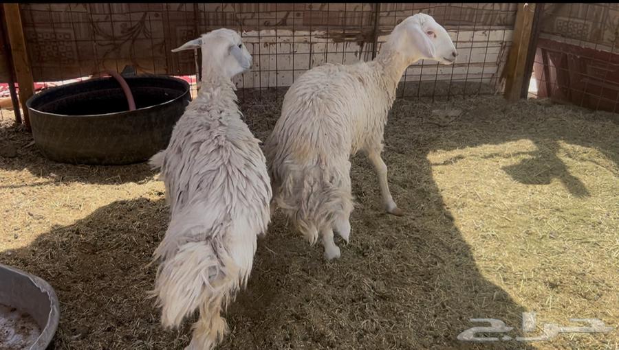 للبيع رخال حريه فل شحم64387676434817110