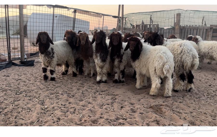 للبيع بهم نعيم64381507832451110