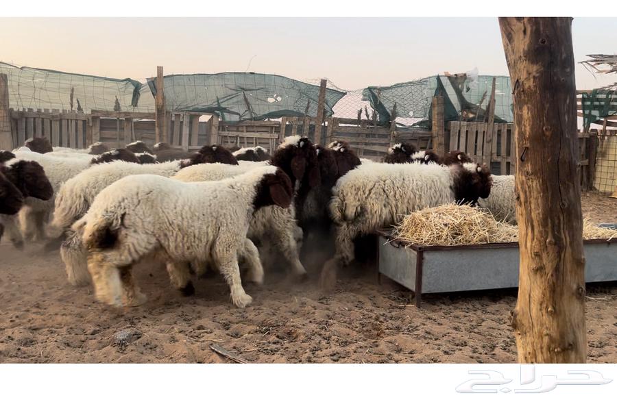 للبيع بهم نعيم64381507832451111