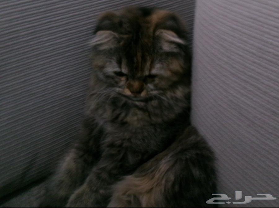 بسه سكوتش انثى عمرها 7 شهور64385285946753110