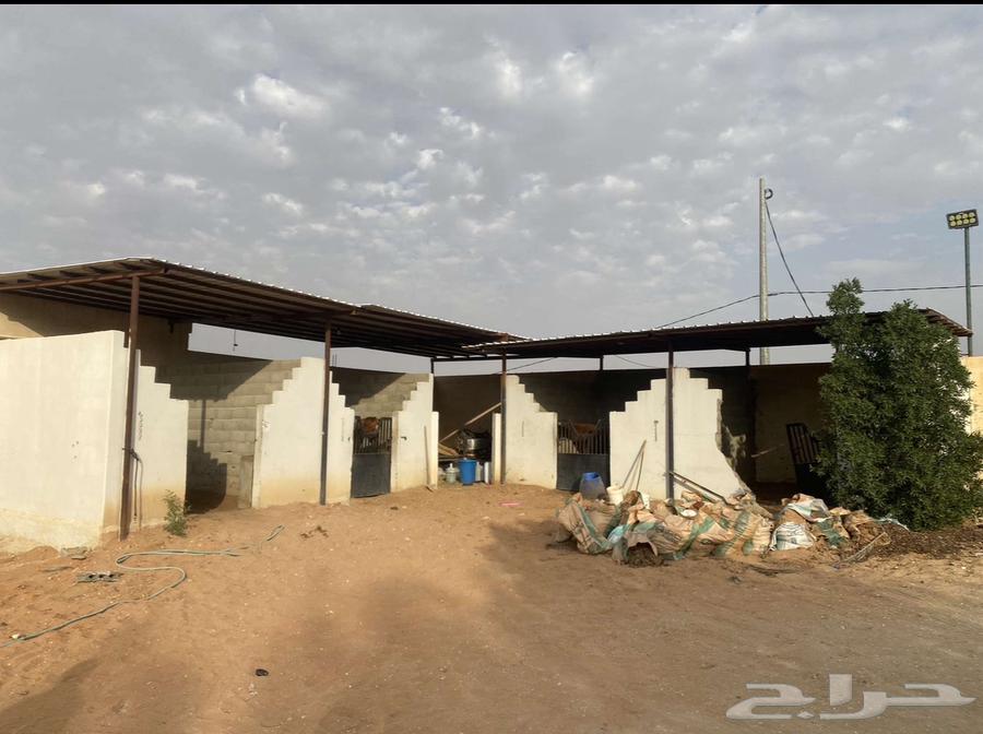 ابواب غرف خيل بيت شعر ومطاره اغراض للبيع64379239323905111