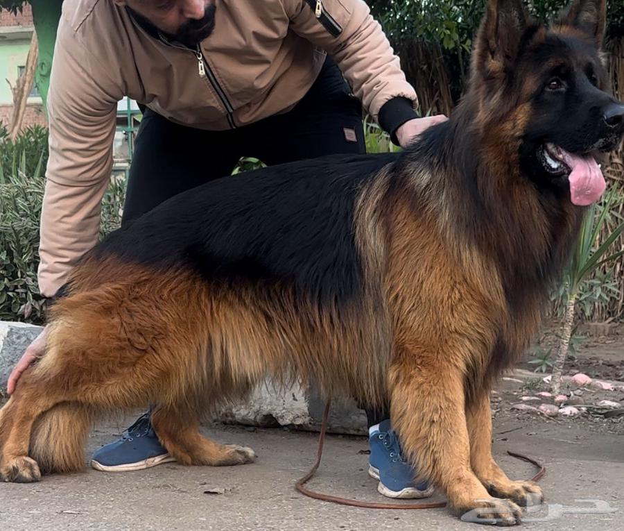 للبيع انثى جيرمن شولاين معاها جروه64385341790081113