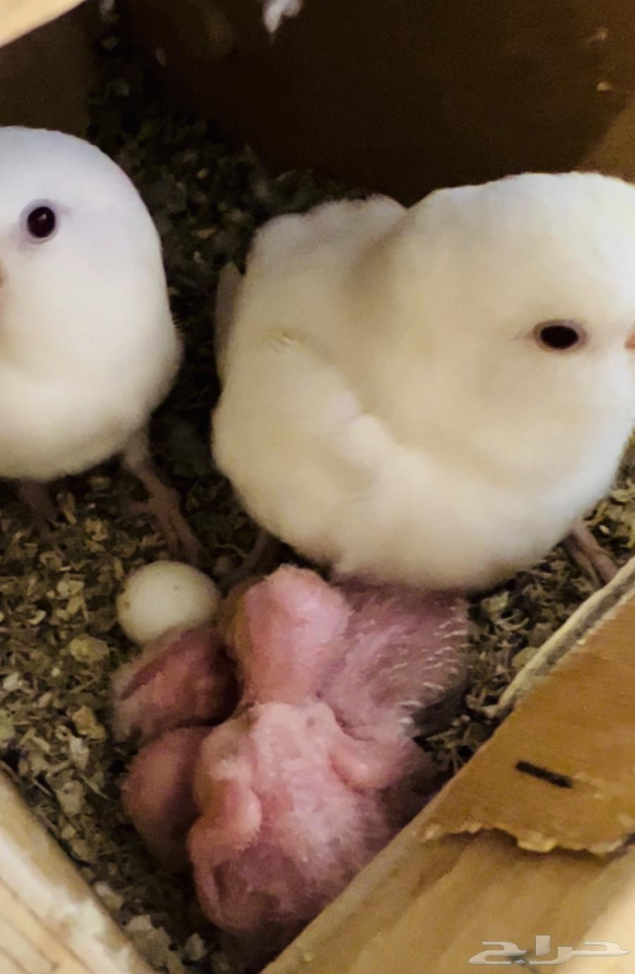 جوز البينو معه فروخ64386431265793111