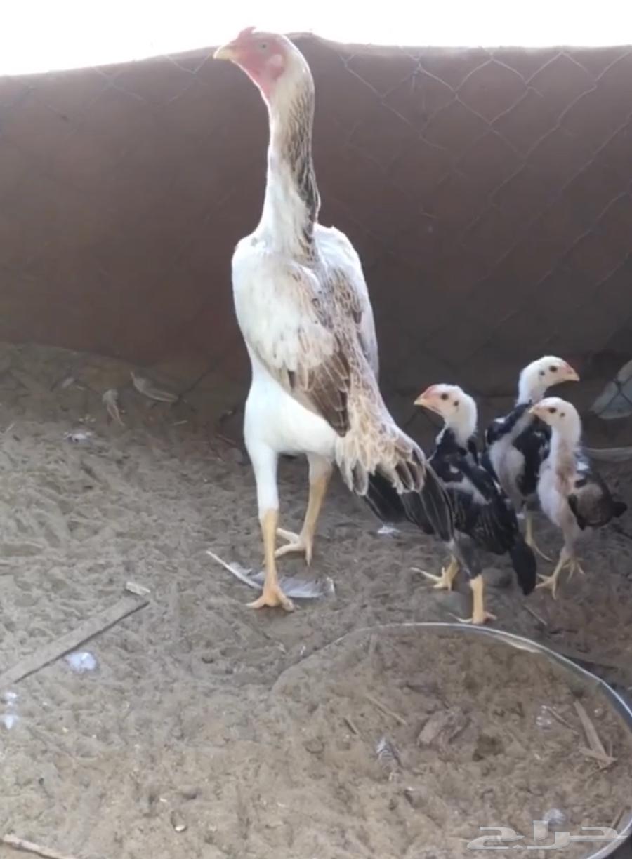 ديك شامو ياباني64381699158530114