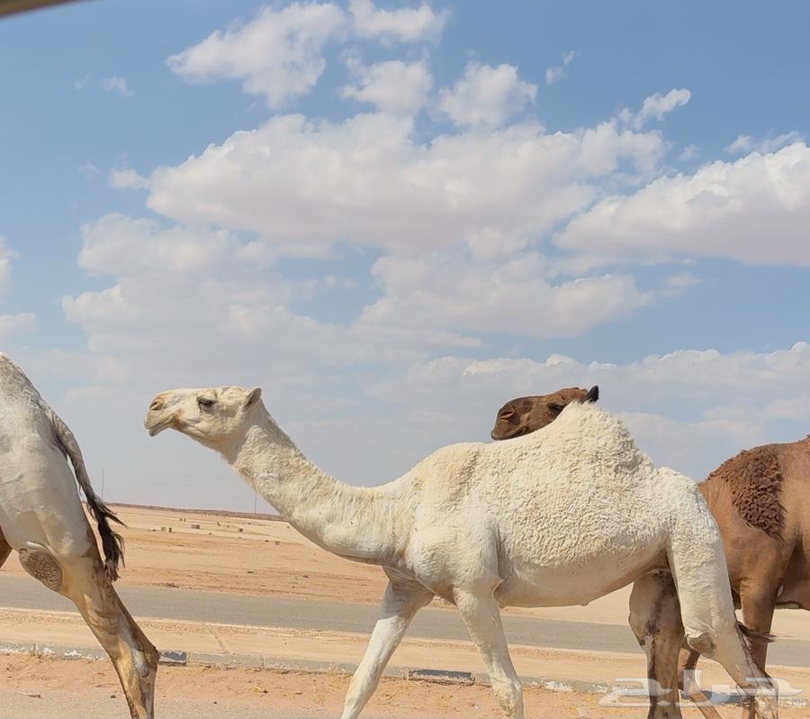 بكره باتليه طيبه ( تم البيع )64388454546562110