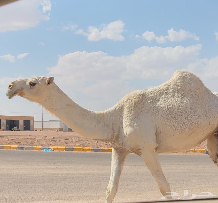 بكره باتليه طيبه ( تم البيع )64388454546562112