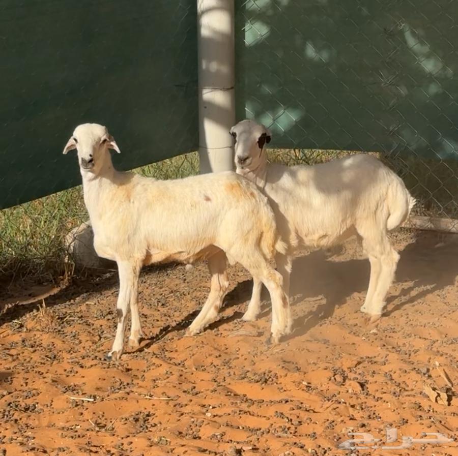 بهم طليان للبيع64388232043266112