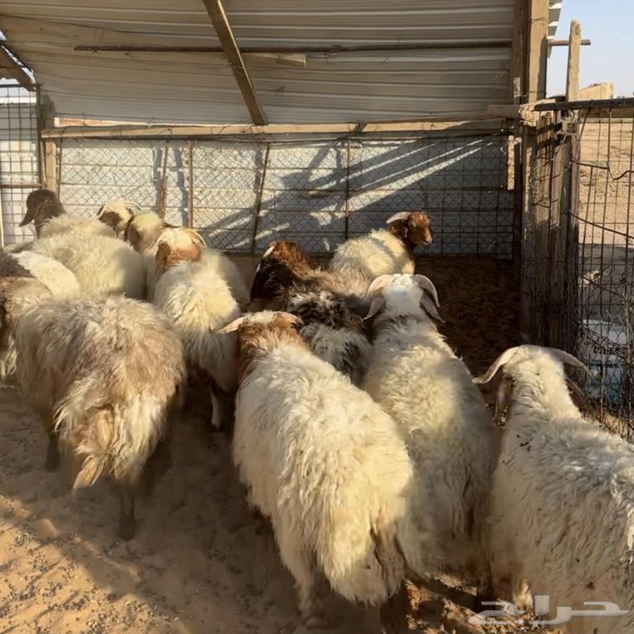 خرفان ورخال نعيم ( تم البيع )64380847188481110