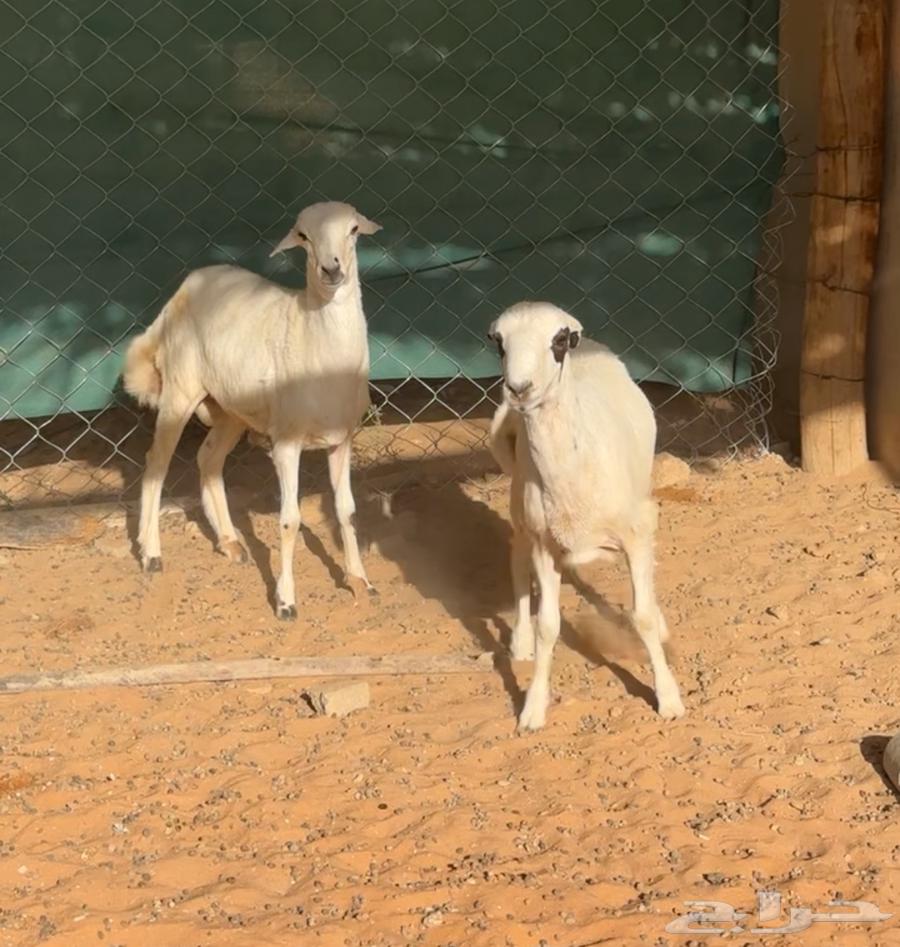 بهم طليان للبيع64388232043266111