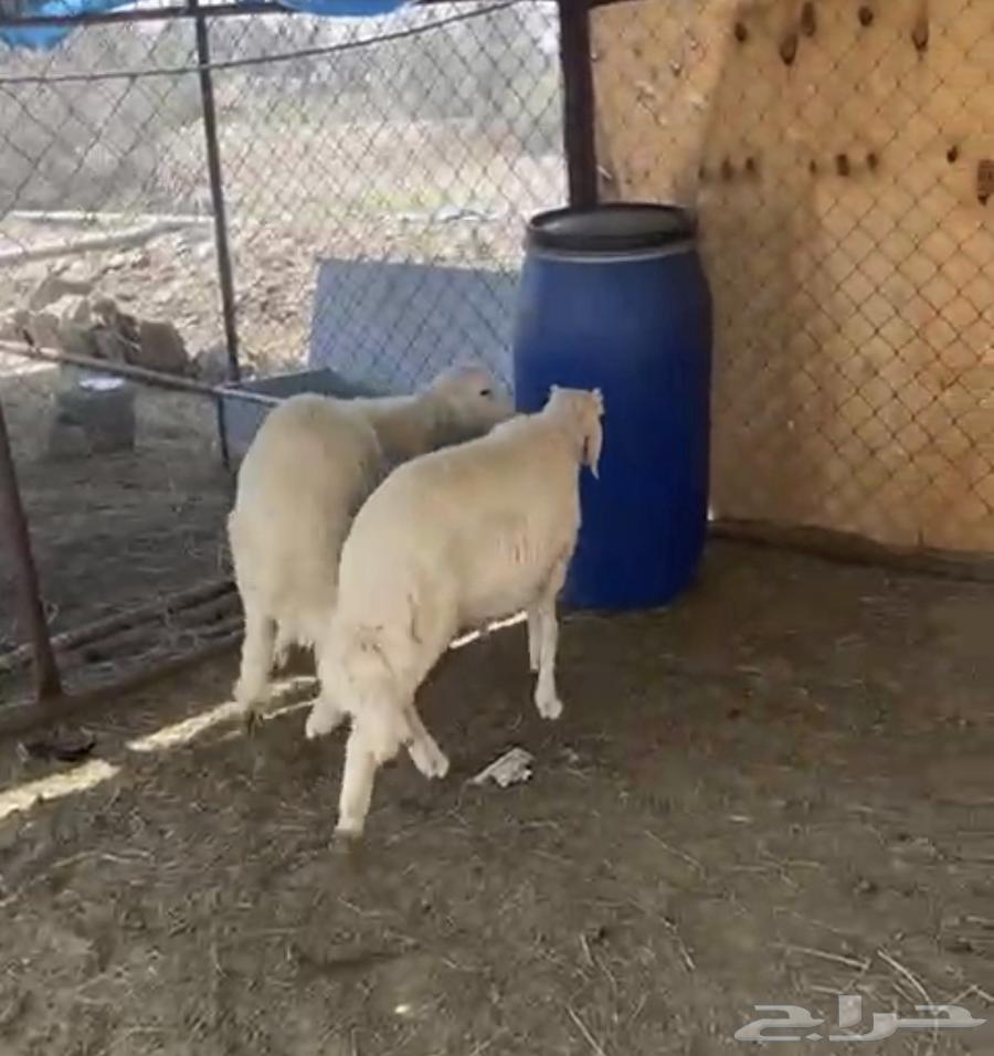 طليان للبيع العدد 864380861485954111