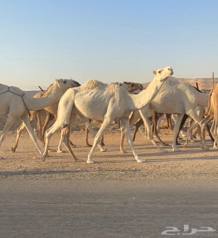 رباع ضروبه طيبه64389058916609111