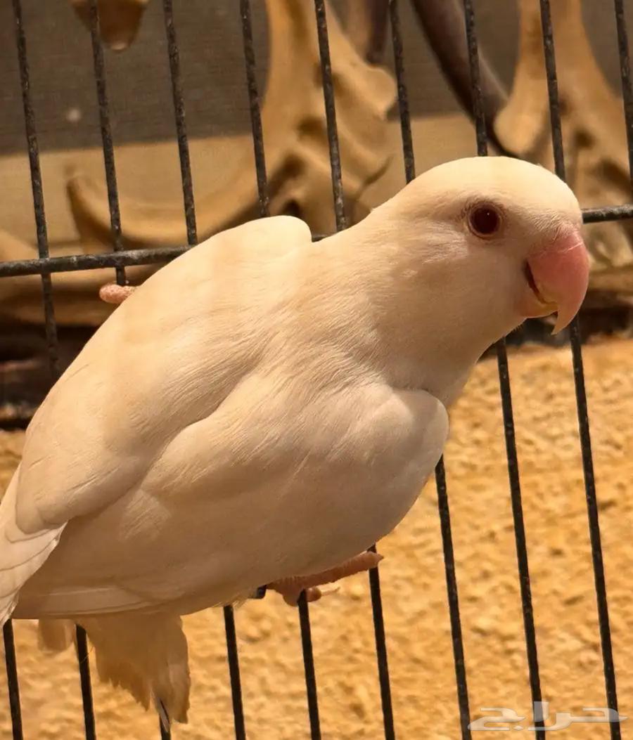 Dhikr Al-Yawm64390375047554110