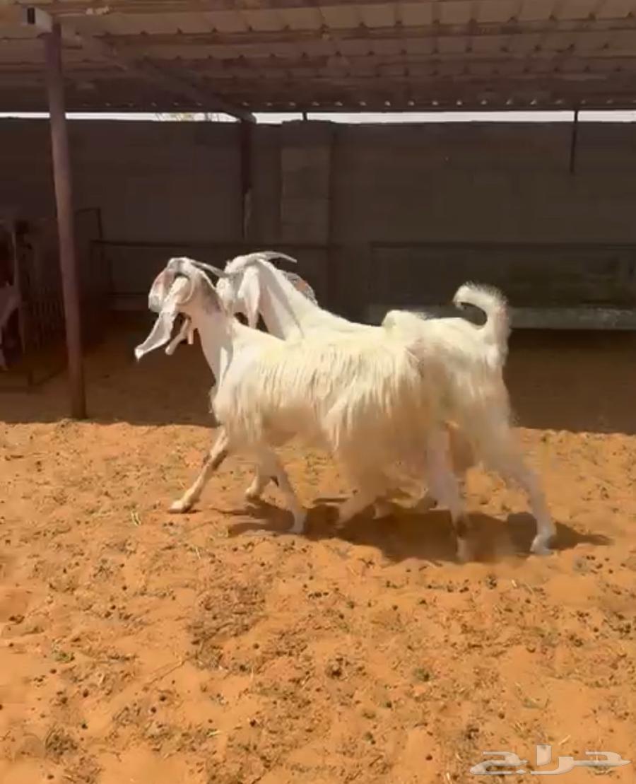 Goat, very late delivery, condition required64385705189249110