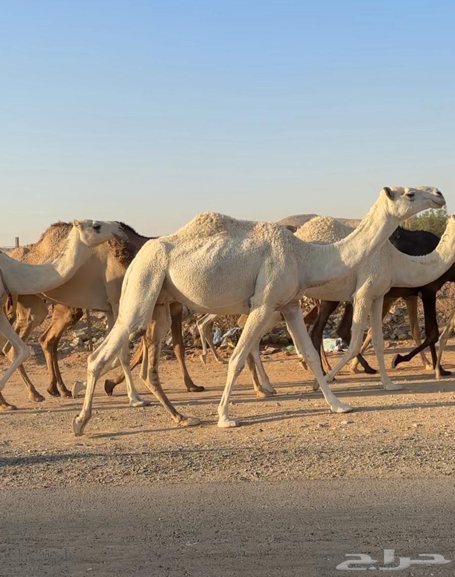 رباع ضروبه طيبه64389058916609110