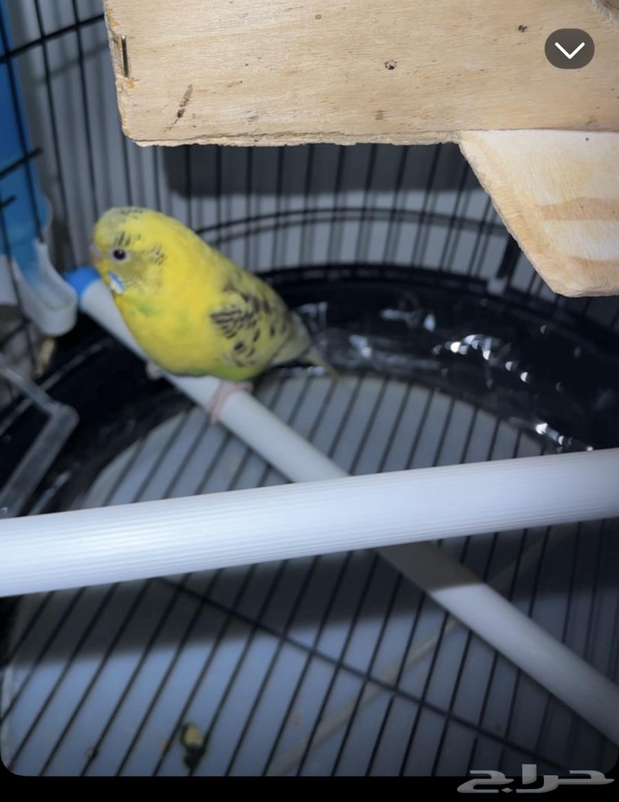 عصافير بادجي64381425133442112