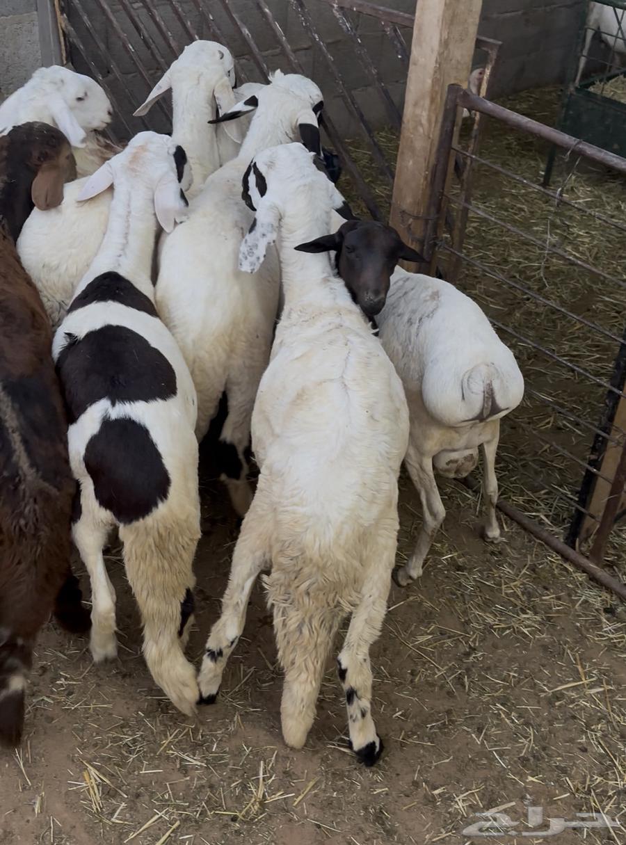 سواكن بلدي انتاج  محلي64368120014851112