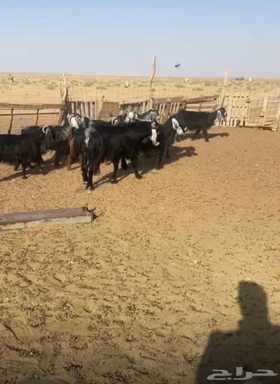 10 معزاء للبيع مع فحلها64377315196035111