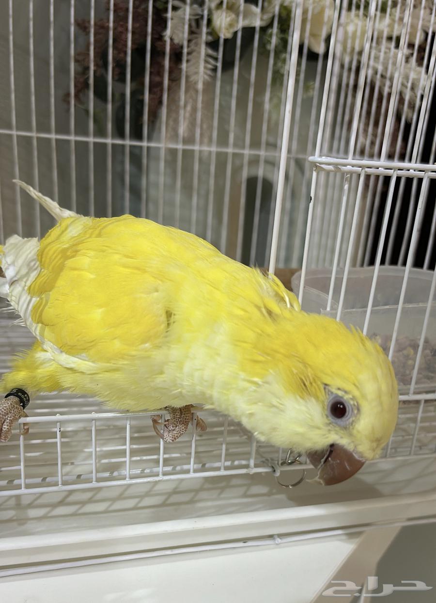 طير كويكر لاتينو للبيع64387313324161111