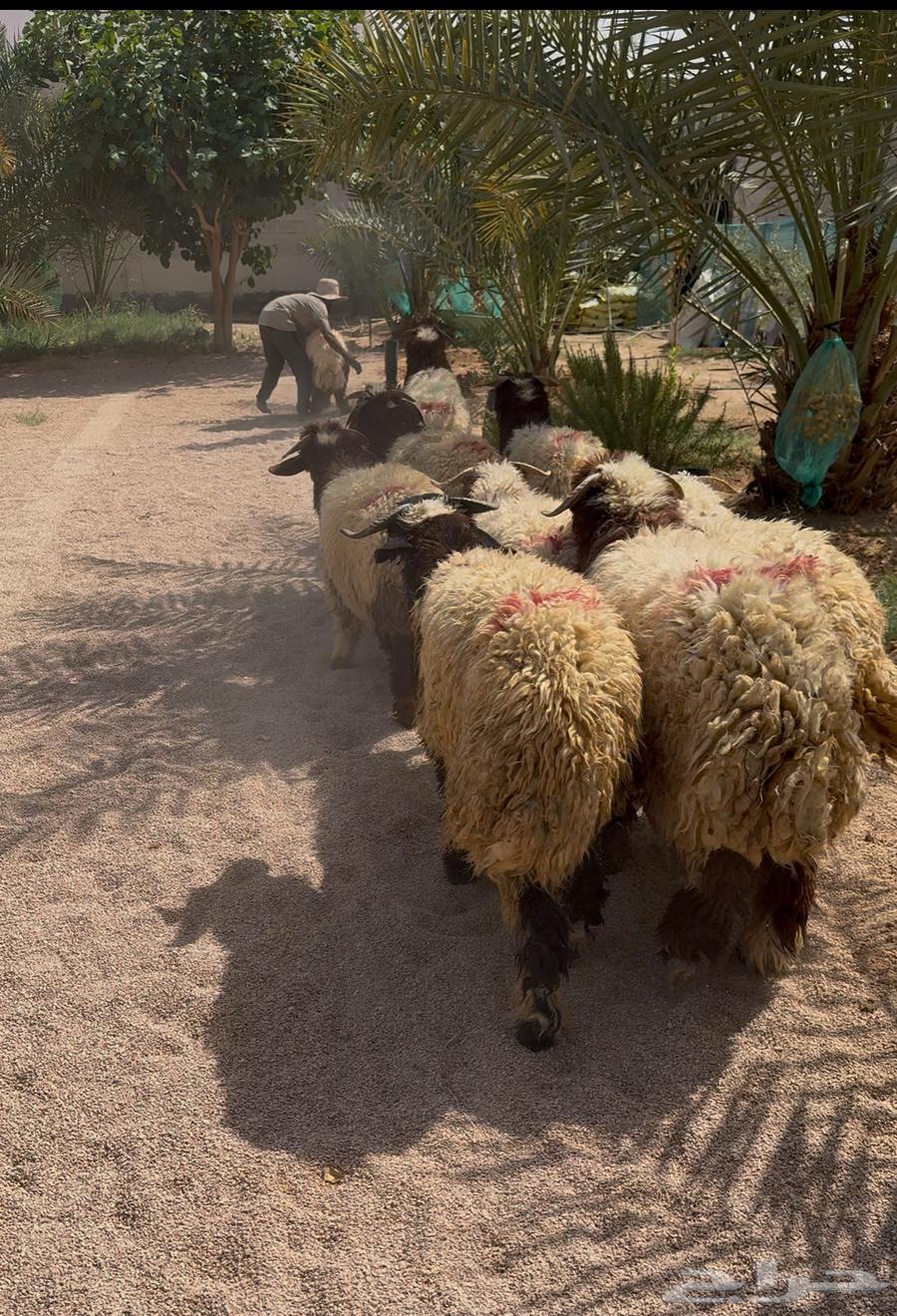 طليان نعيم بلدي فاخر ( جمله وتفريد )64398075285891110