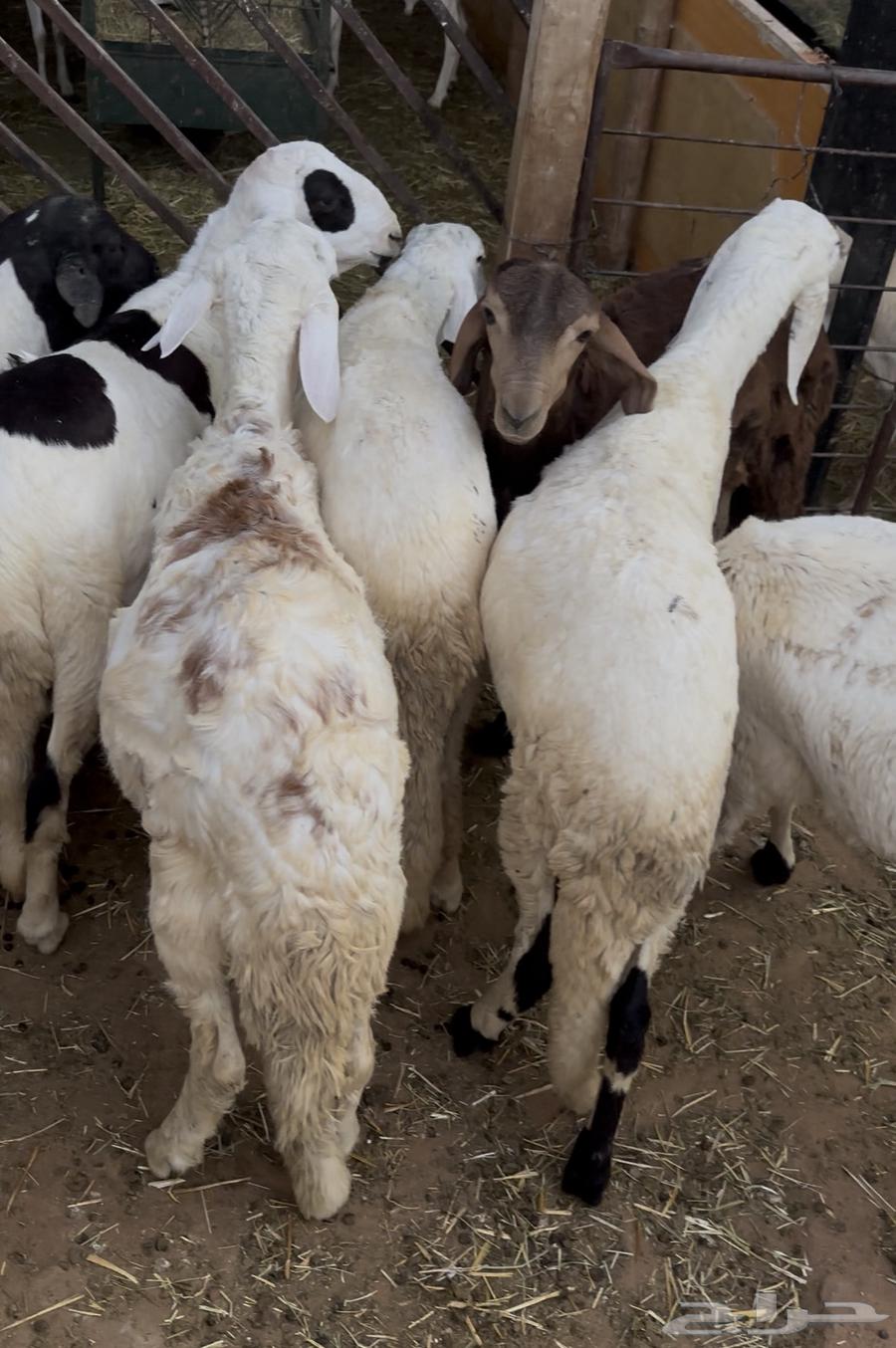 سواكن بلدي انتاج  محلي64368120014851114