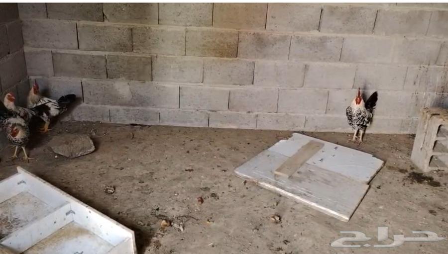 عدد 4 ديك للبيع64381644079362110