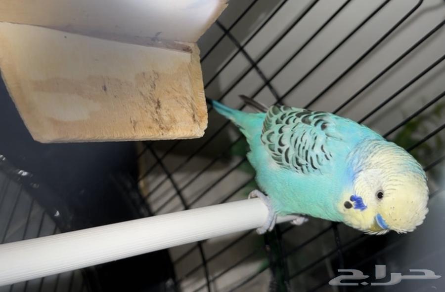 عصافير بادجي64381425133442113