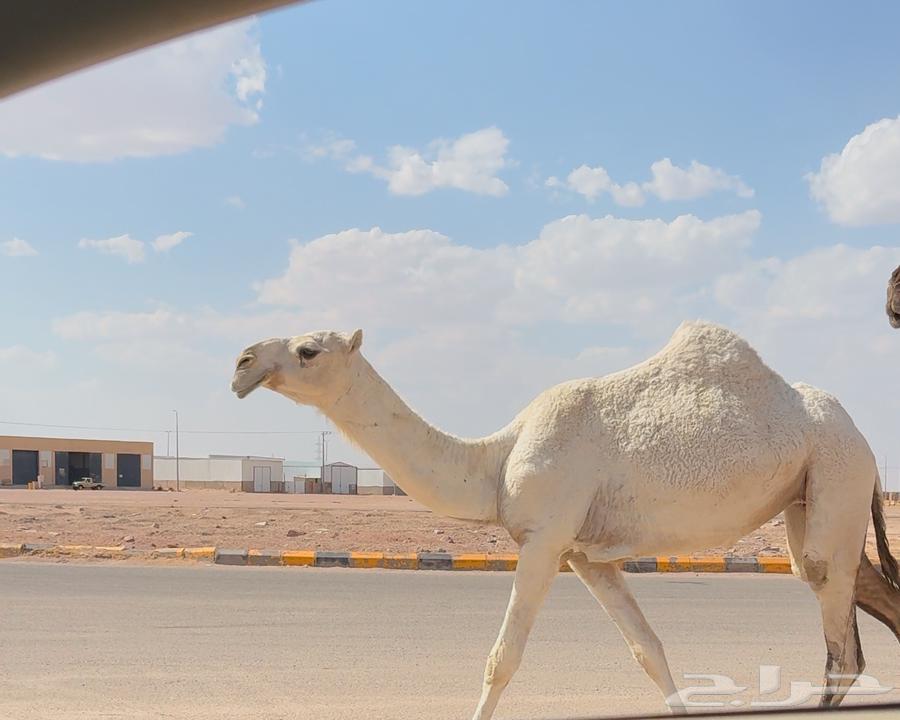 بكره باتليه طيبه ( تم البيع )64388454546562111