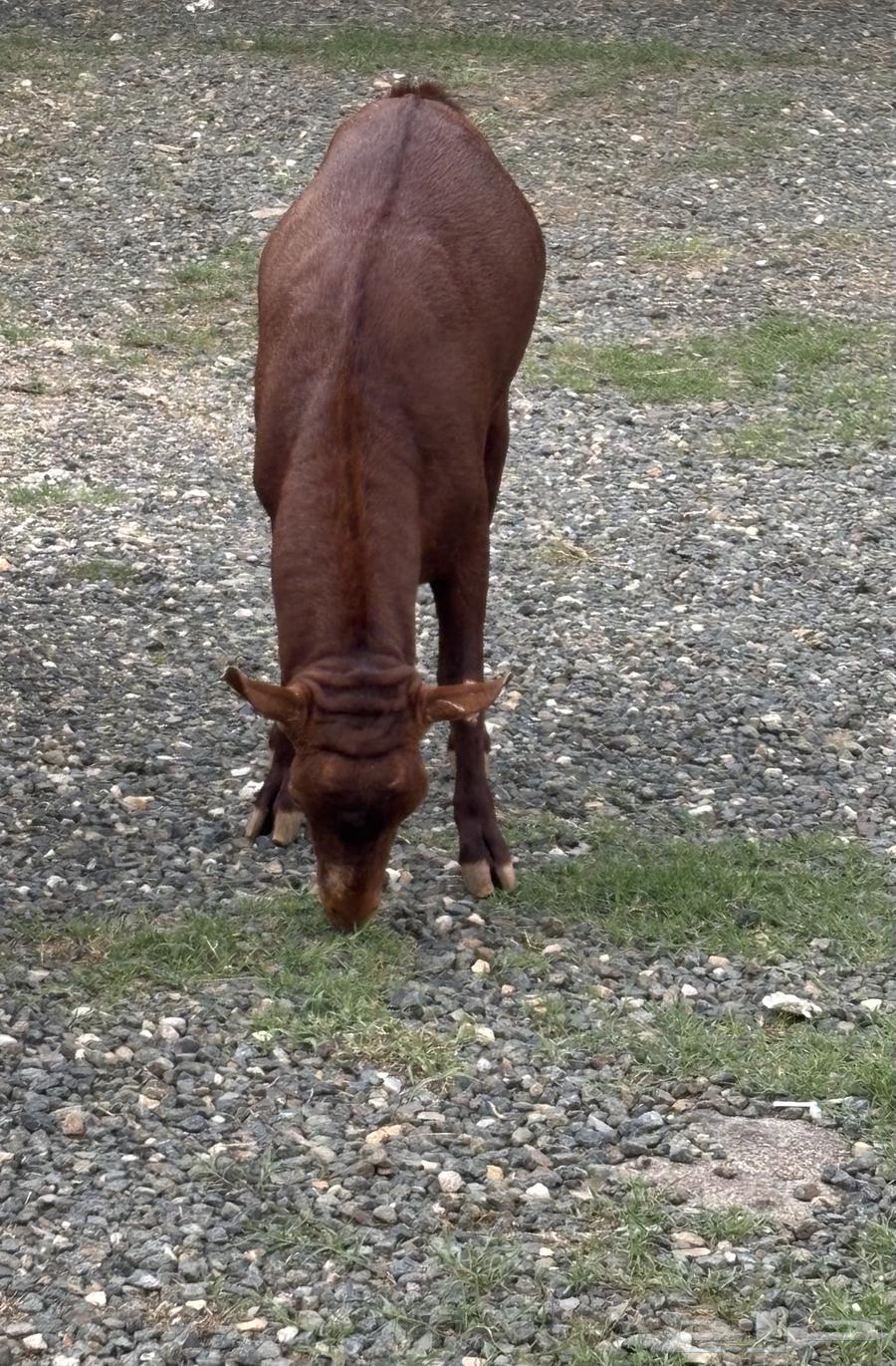 تيس فحل اجم سنه رباع64389681288707111