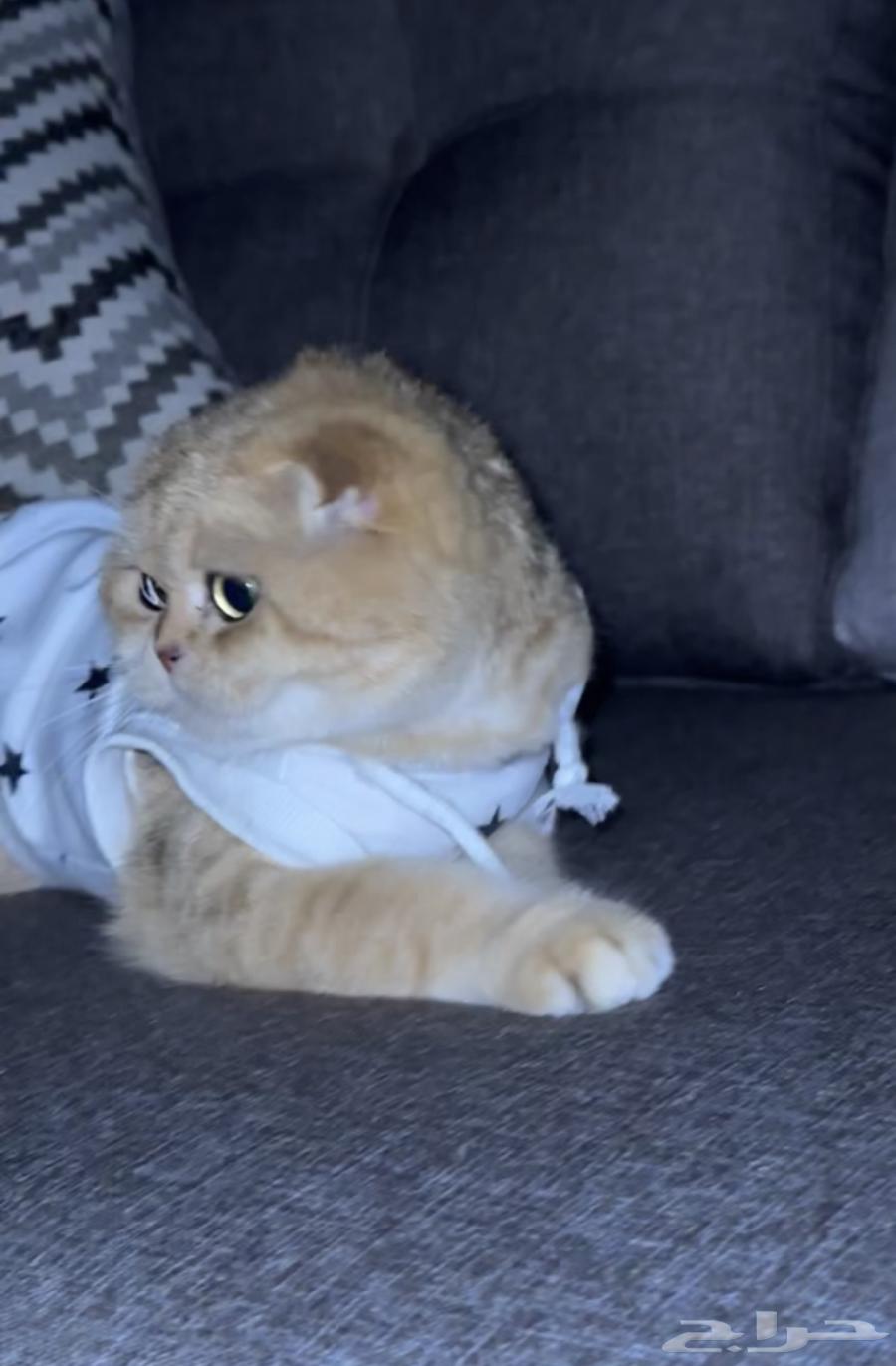 انثى سكوتش فولد قولد64381795483522112